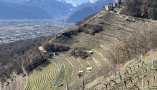 Chemin du vignoble – plaine du Rhône