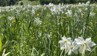 D’un site à narcisses à l’autre