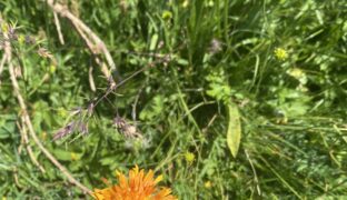 Quizz fleurs pour Jean