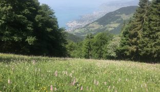 Montreux – Gorges du Chauderon – Caux – Col de Jaman – Les Avants